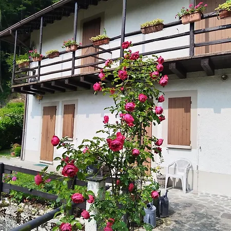 Delle Rose *